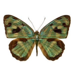 DYNAMINE MYLITTA